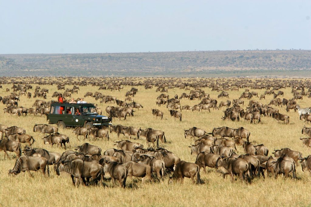 Journey through the Masai Mara National Reserve, Kenya