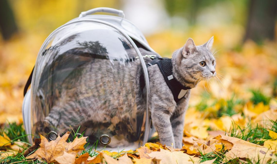 Travel Adventures with Cat Bubble Backpacks