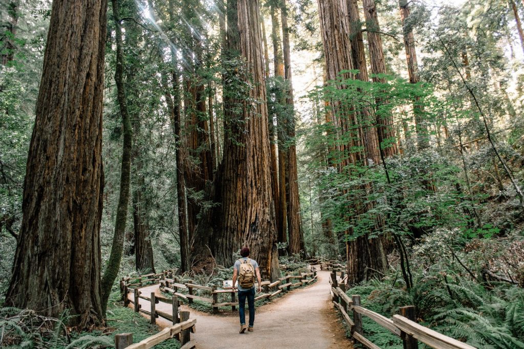 Experiences Secret Bar in Redwood Forest California