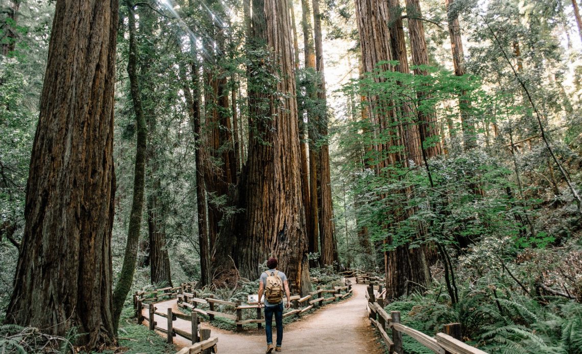 Experiences Secret Bar in Redwood Forest California