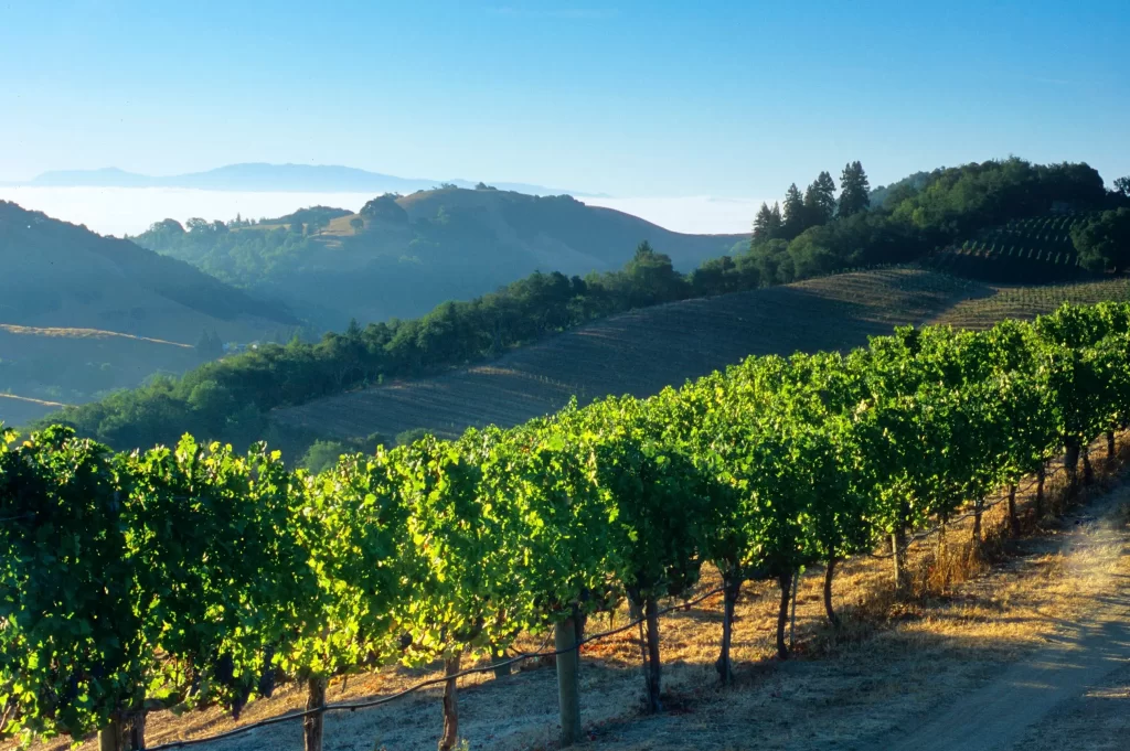 Things To Do in Napa Valley, California An Ethereal Adventure