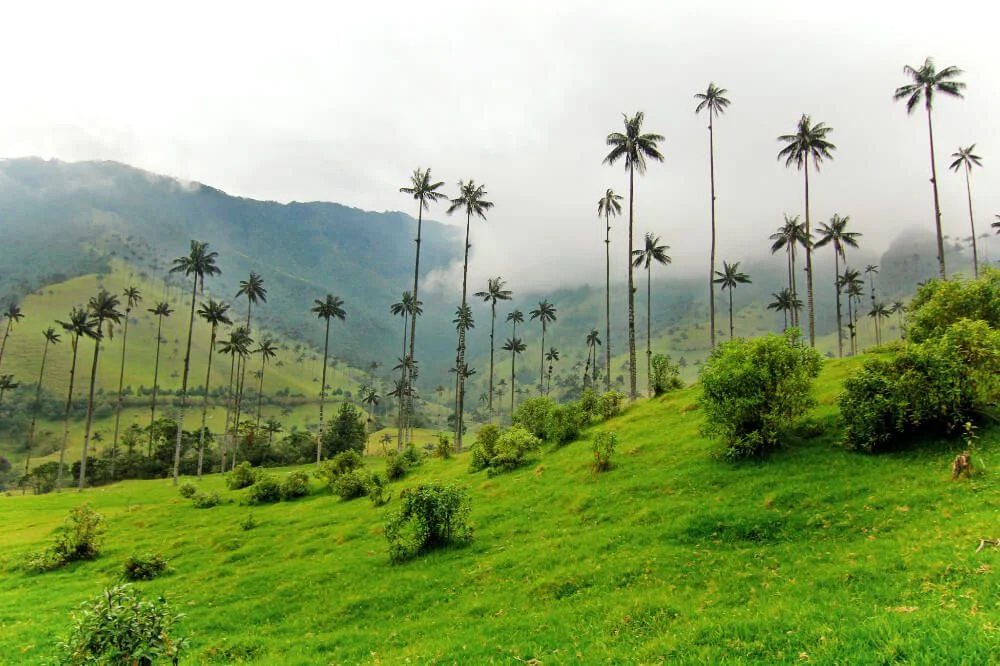 Visiting Tropical Wilderness and Soaring Palms in Valle de Cocora!