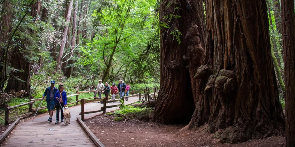 Escape to Nature's Paradise: Is This Forest Muir Woods Worth Visiting?