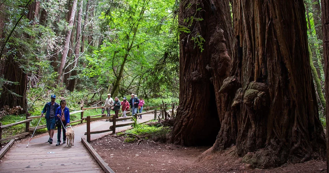 Escape to Nature's Paradise: Is This Forest Muir Woods Worth Visiting?