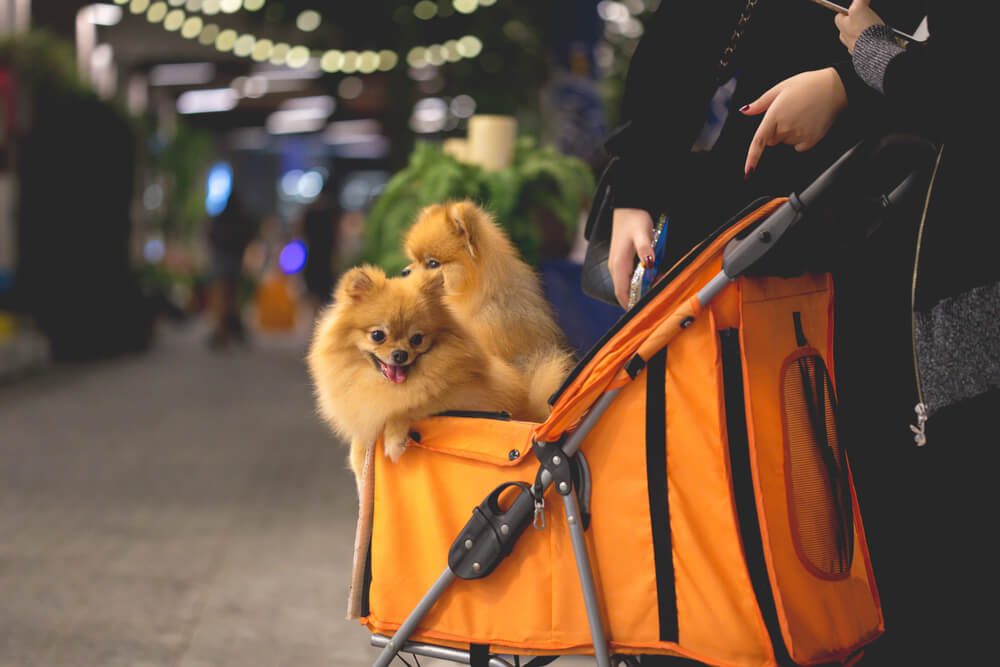 Hiking with Your Furry Friend The Best Dog Strollers