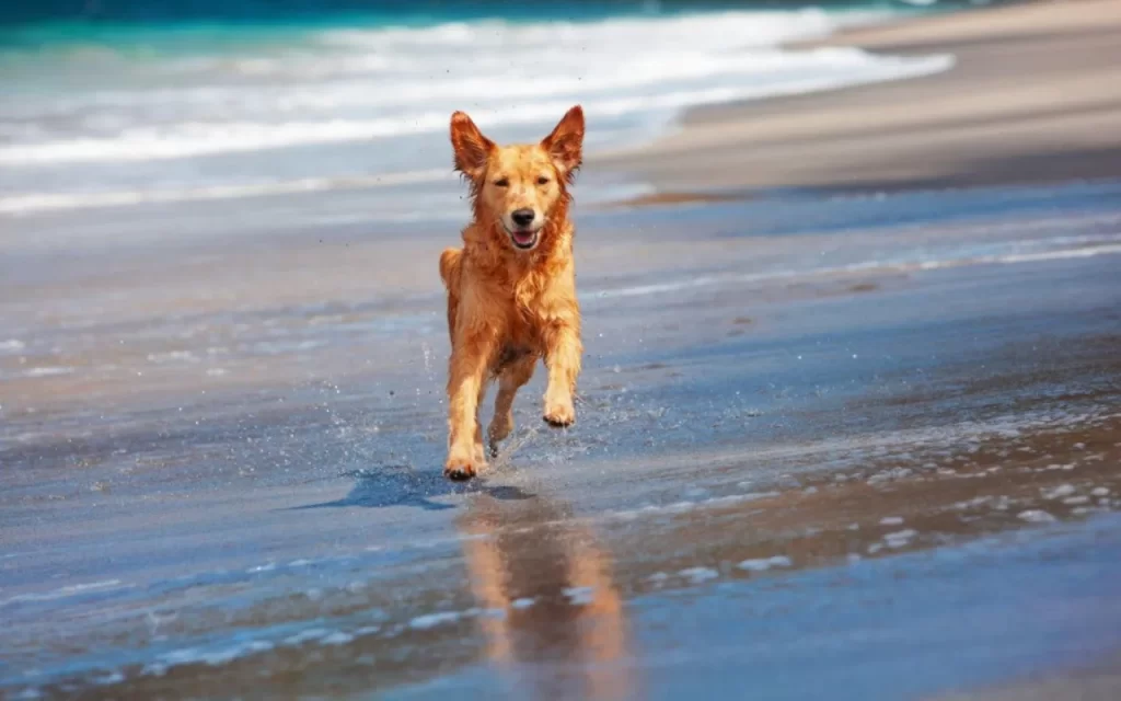 Top 10 Hidden Gems in Dog Friendly Santa Cruz for Pet Owners