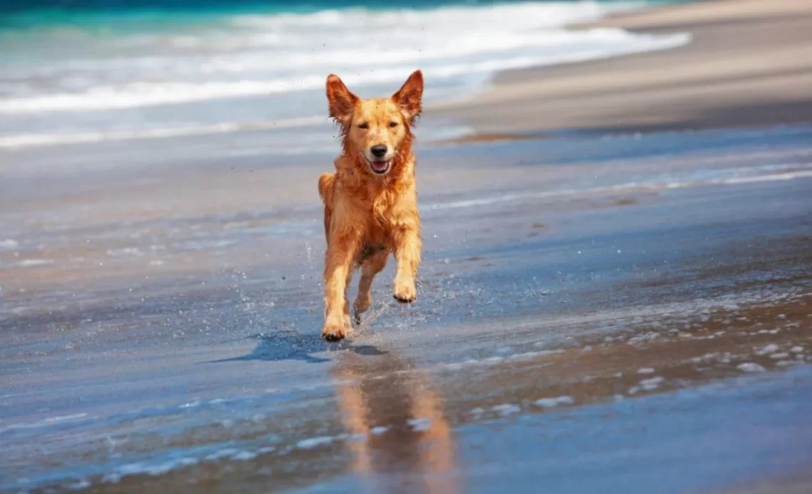 Top 10 Hidden Gems in Dog Friendly Santa Cruz for Pet Owners