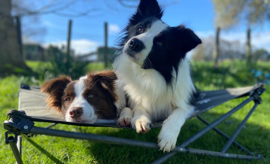 Travel with Pets? The 20 Best Camping Dog Beds